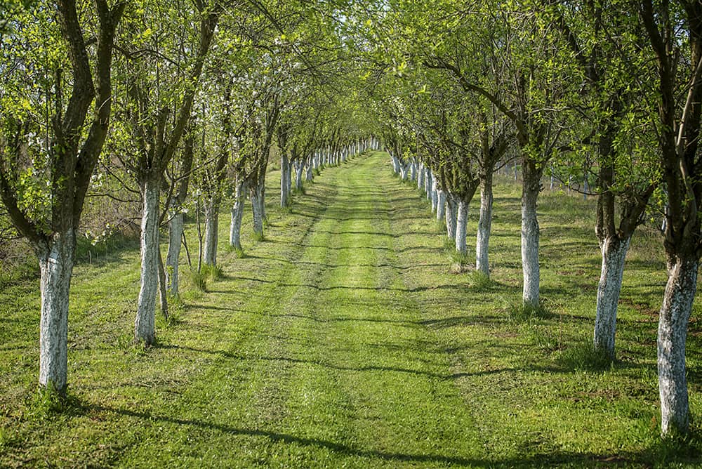 tree hedge planting