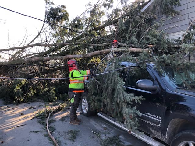 storm tree damage