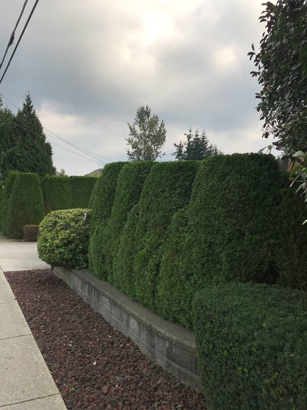 trimming shaping hedges