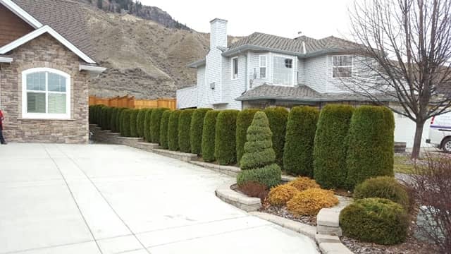 trimming shaping hedges