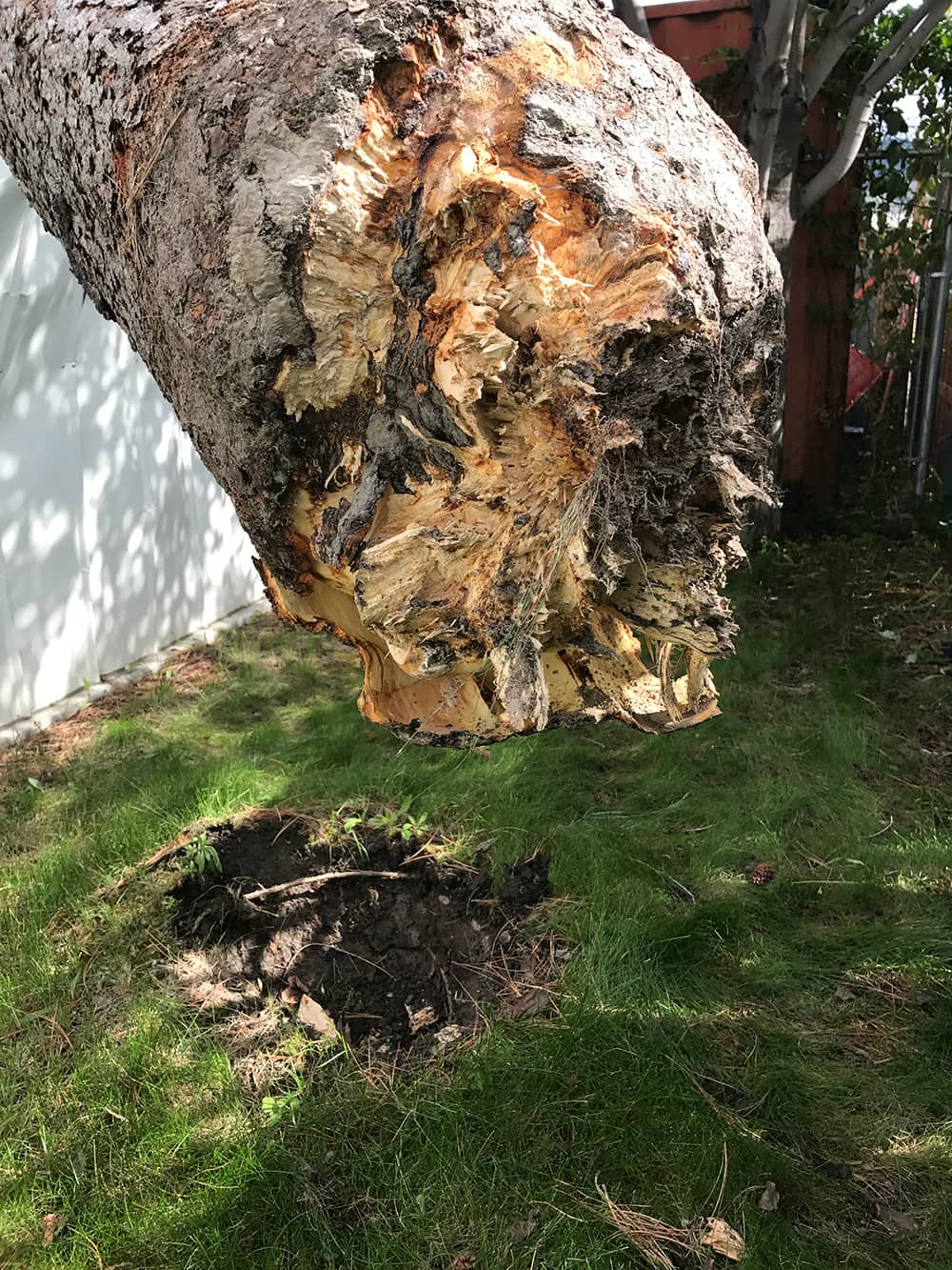 dangerous tree removal