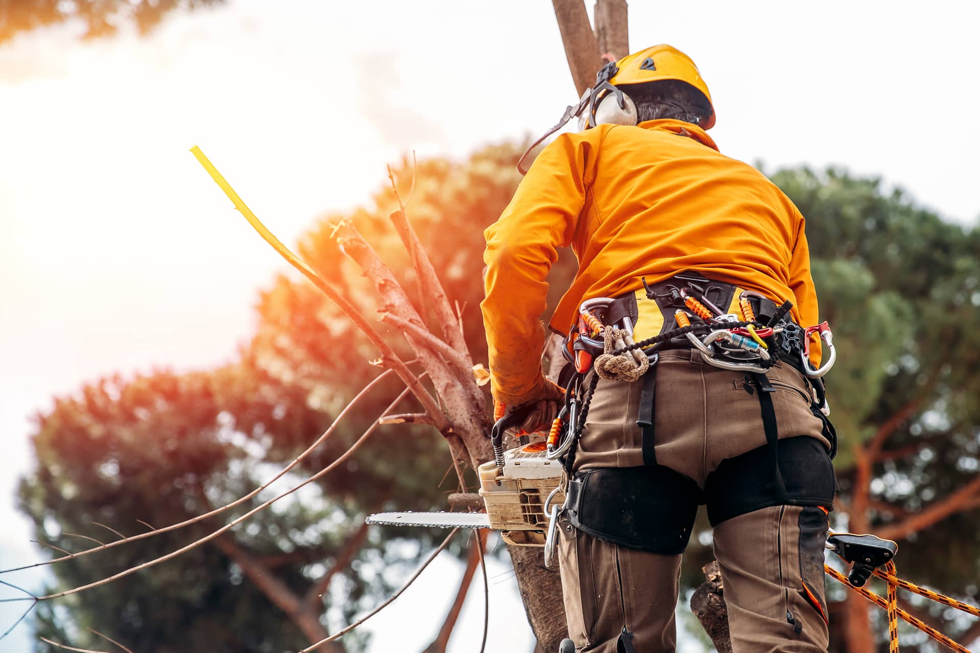 tree services Abbotsford Mission Kamloops