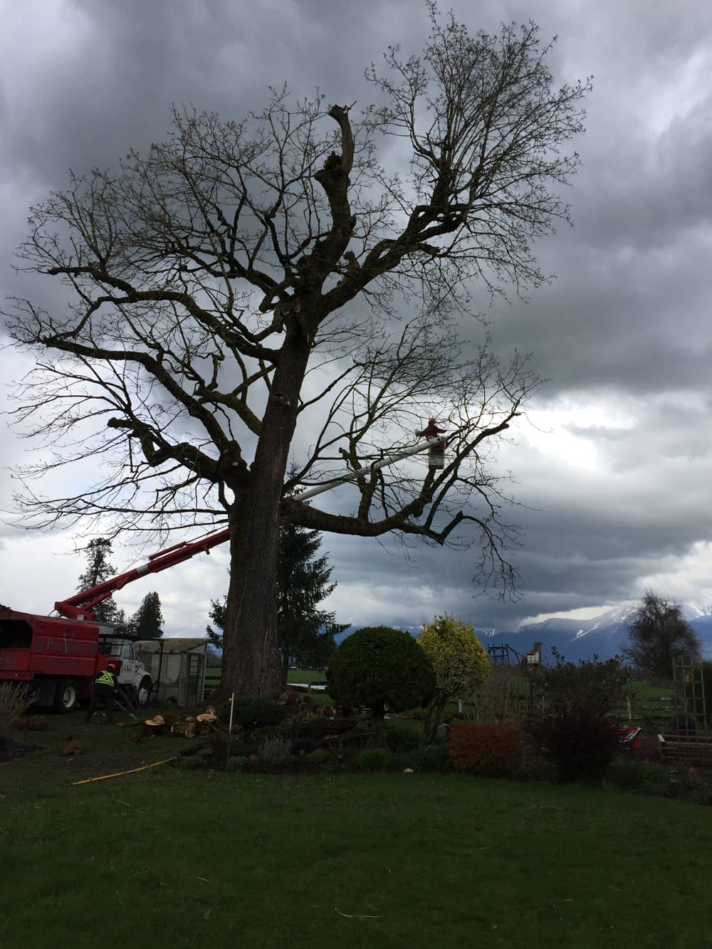 tree topping