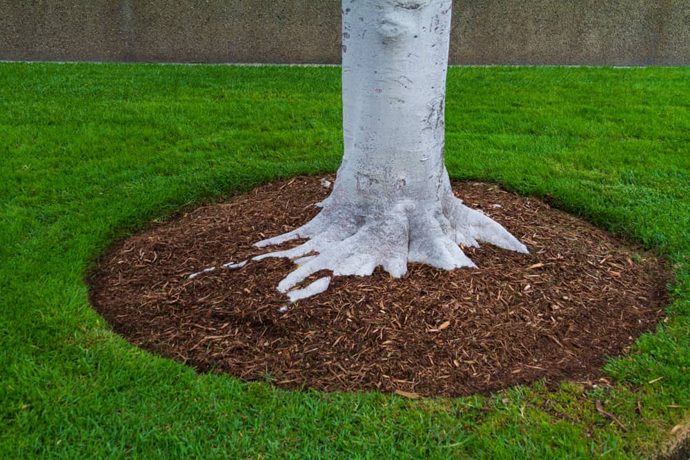 weed control mulch