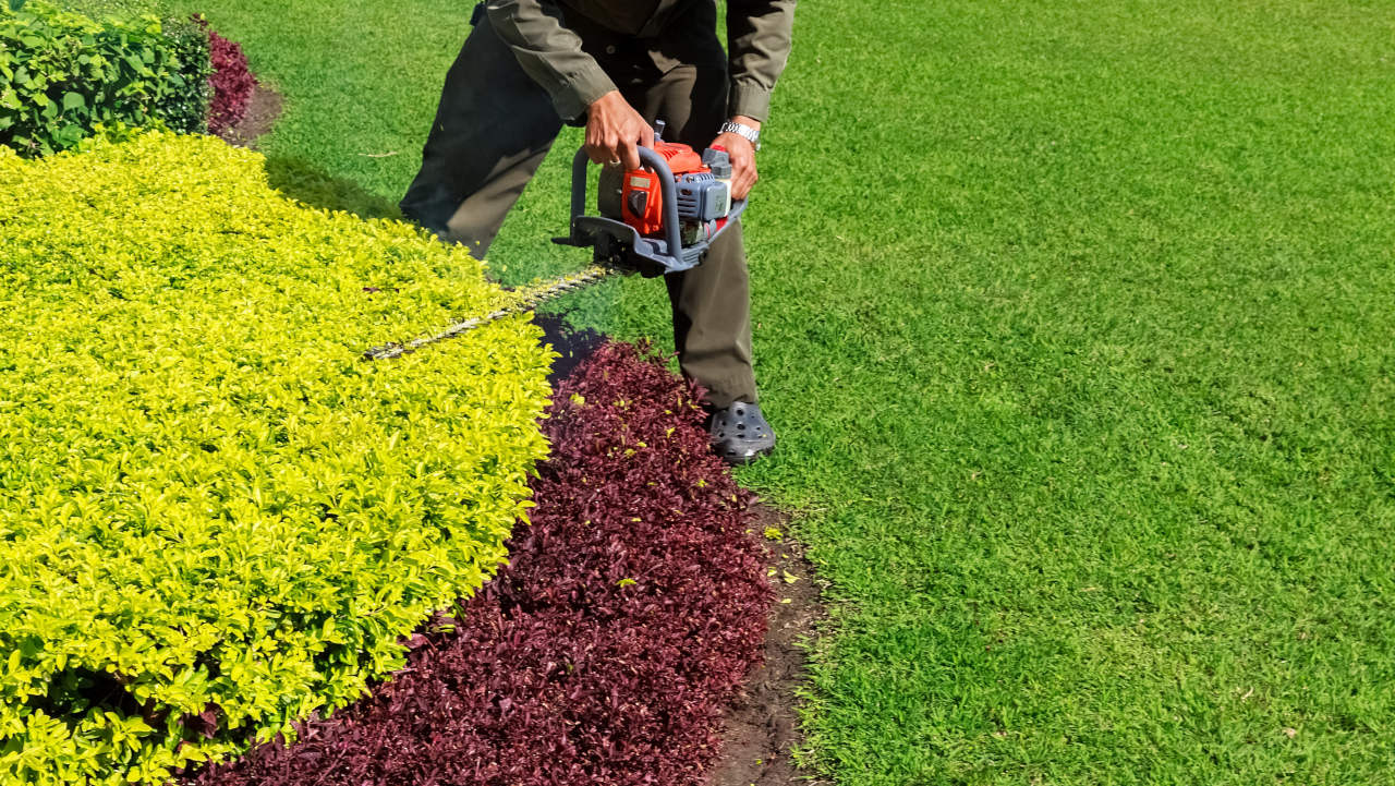 tree hedge planting