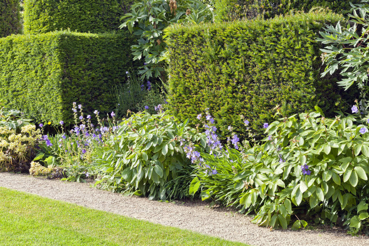 trimming shaping hedges