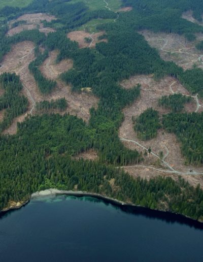 Central Valley Arborist Vancouver, BC