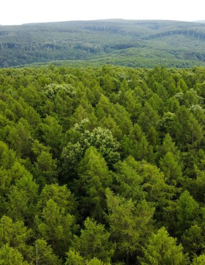 Central Valley Arborist pine forest