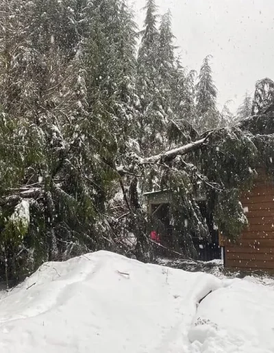 Central Valley Arborists tree fallen into house