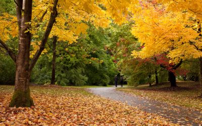 Why do leaves change colour?