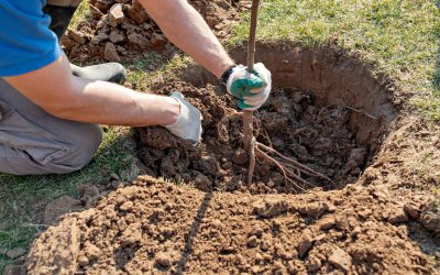 How to Plant a Bare Rooted Tree