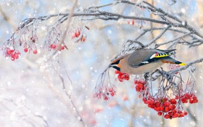 Planting Trees and Shrubs for Winter Birds