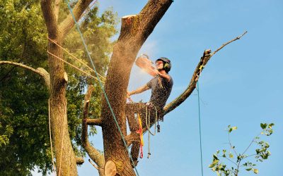 How to Become a Certified Arborist