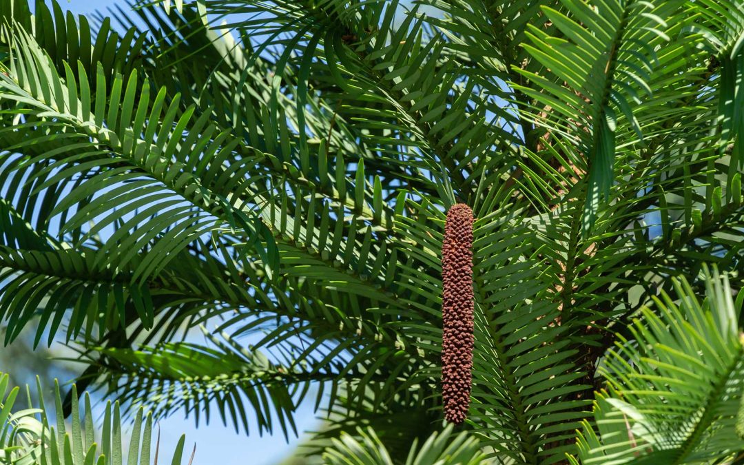 image-1-Wollemi-Pine-Tree-v2