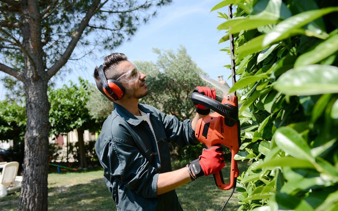 Spring Tree and Landscaping Services