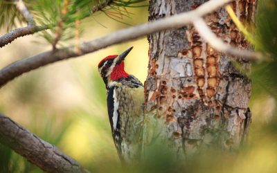 Will sapsuckers kill my trees?