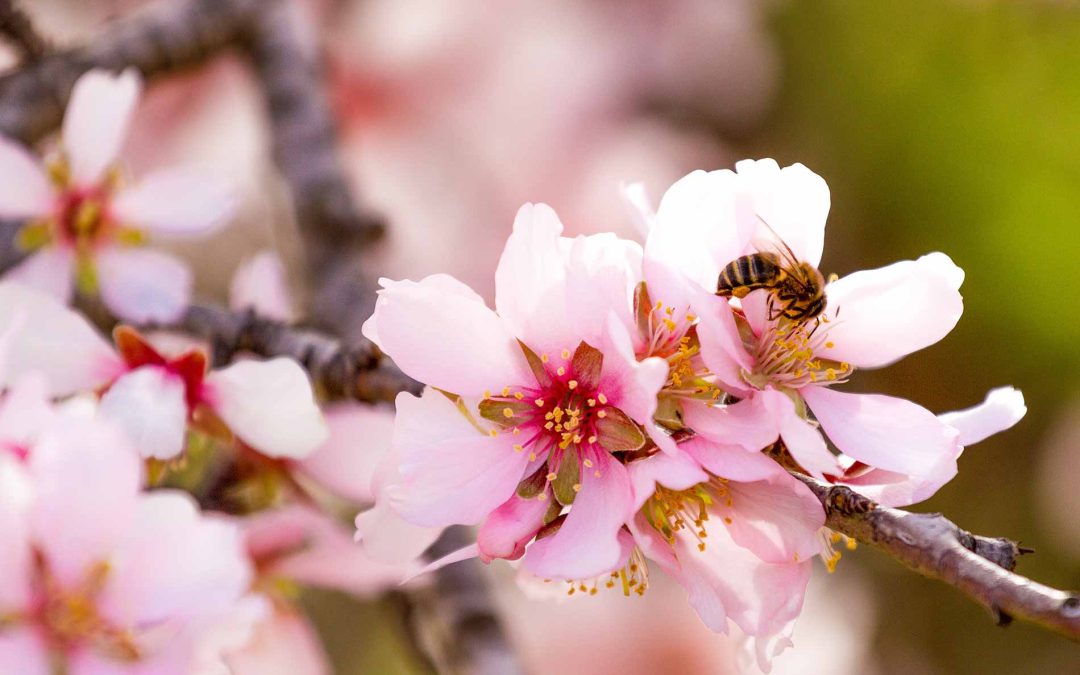 trees-need-Pollinators