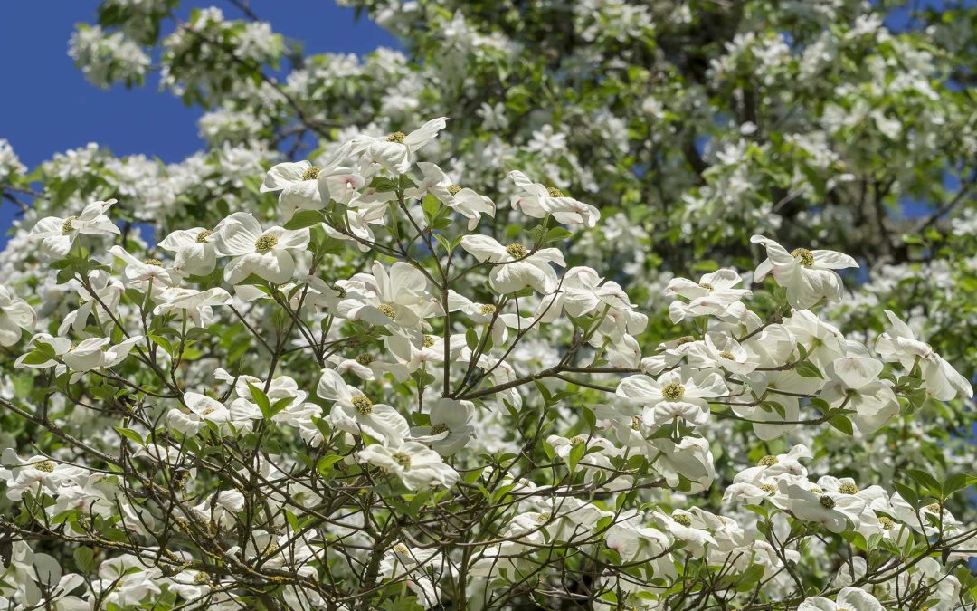 featuredImage-flowering-dogwood