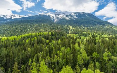 How Trees Filter Air