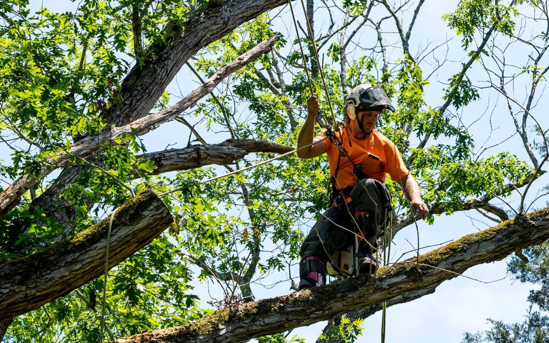 featuredimage-Seasonal-Tree-Care