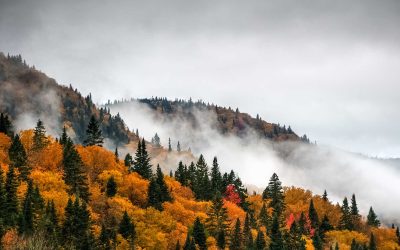 Welcome to the World’s Largest Forest