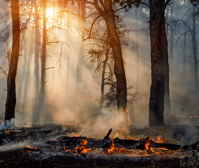 Fire-proofing your yard this Fall