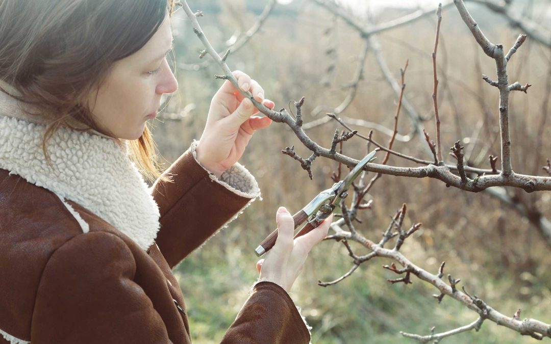 featuredimage-Should-I-prune-my-trees-in-winter