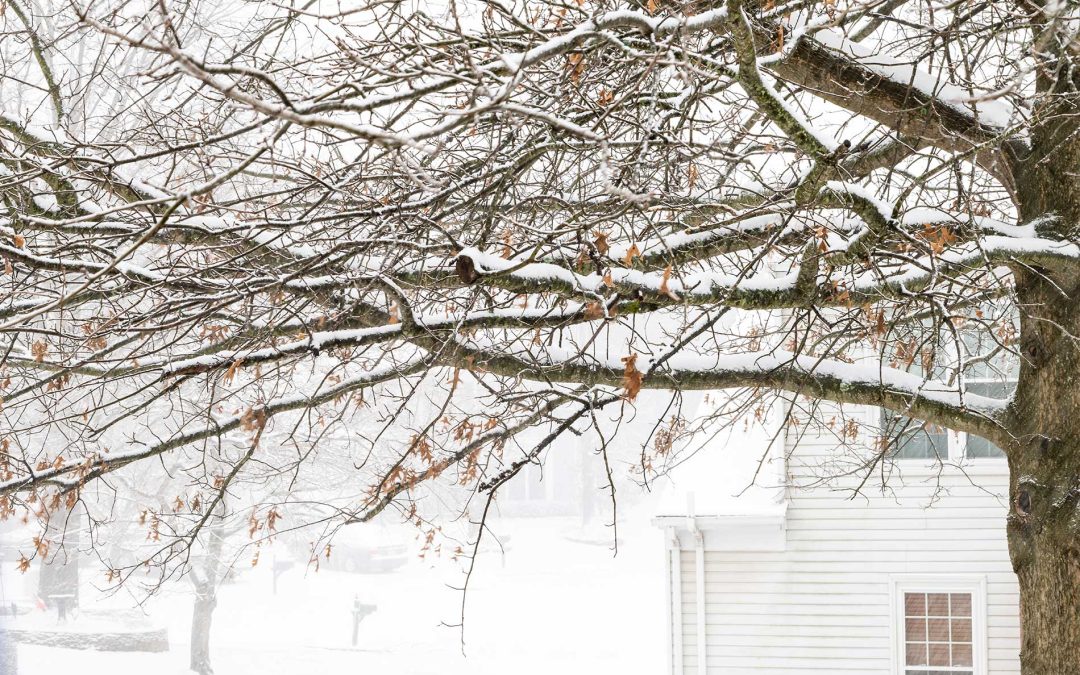 featuredimage-Trimming-Unsafe-Tree-Branches