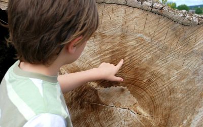 What is dendrochronology?