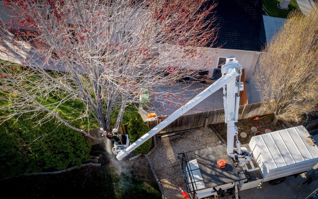 featuredimage-Time-to-clean-up-the-yard