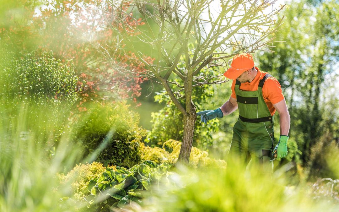 featuredimage-Seasonal-Tree-Care--Spring-Checklist