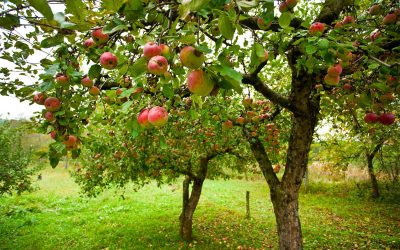 What are heirloom fruit trees?