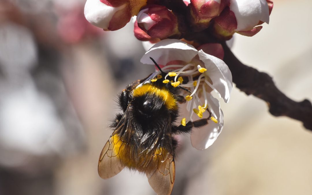 trees for bees