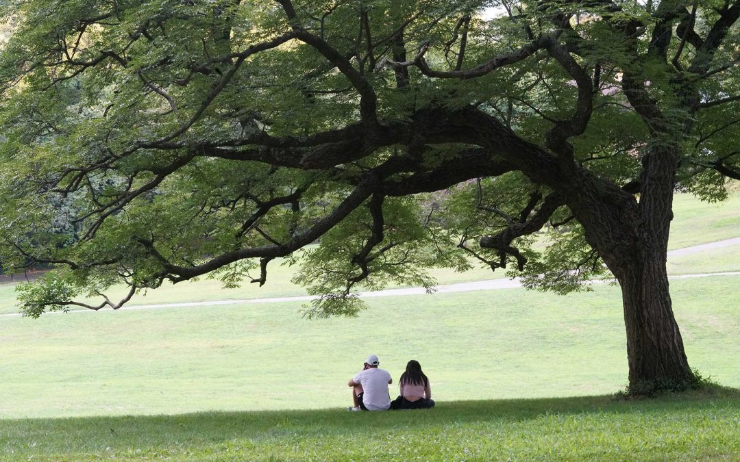 featuredimage-The-Benefits-of-Shade-Trees