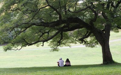 The Benefits of Shade Trees