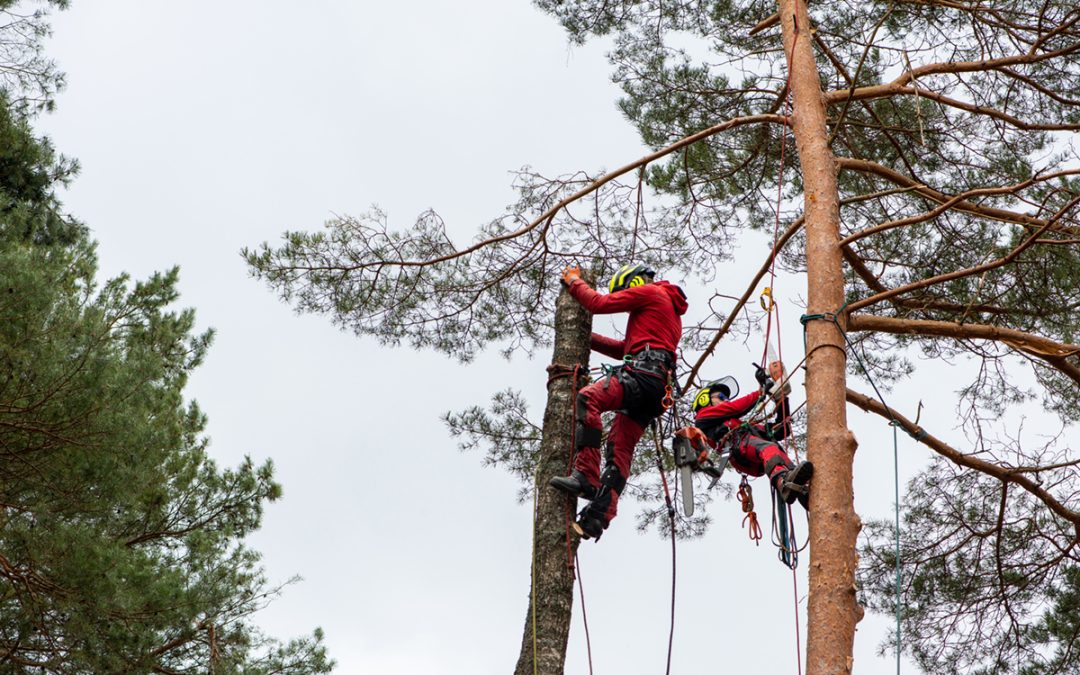 arborist cutting branches