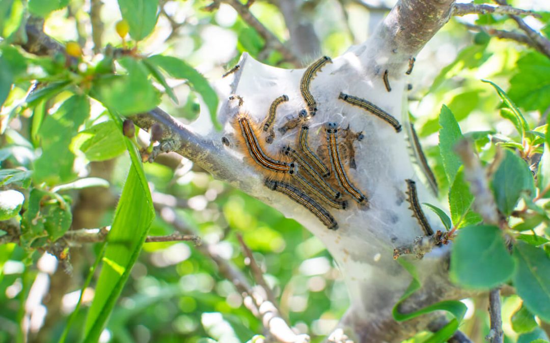 Tree Pests – The Tent Caterpillar