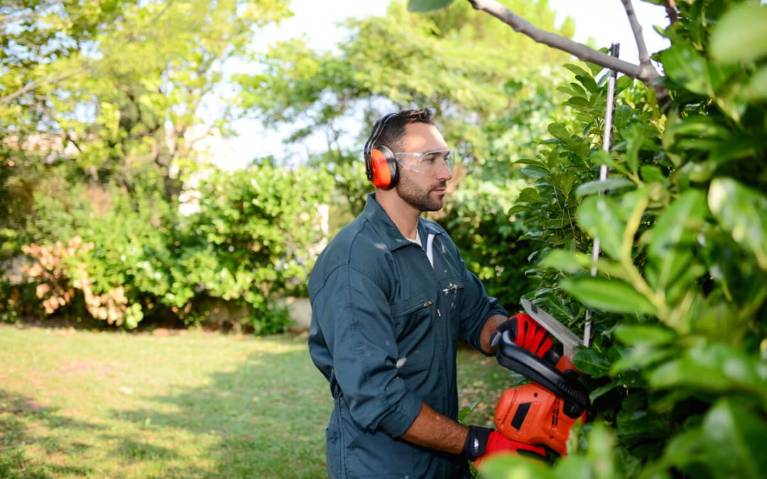 gardener trimming hedgerow