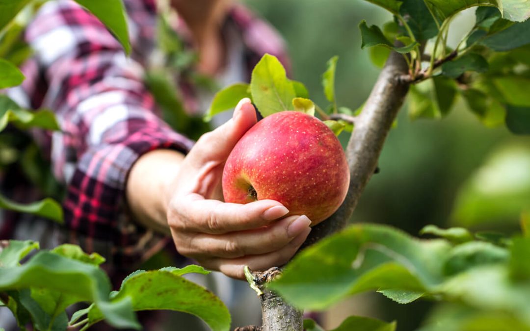 red apple from tree