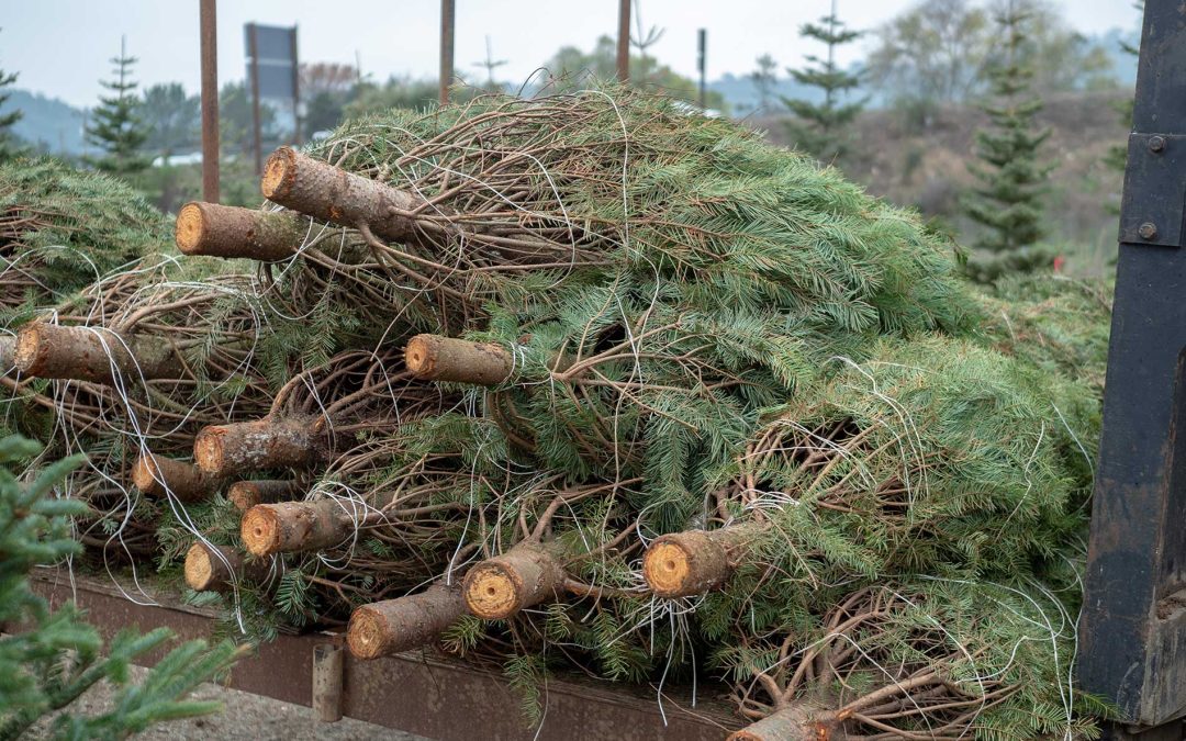 Eco-Disposal of Christmas Trees