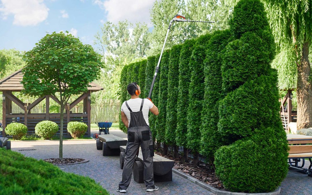 featuredimage-Pine-Valley’s-Hedge-Shaping-Services