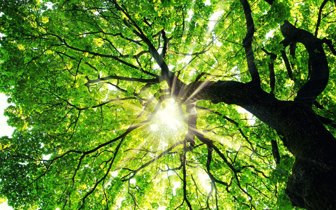 Maple tree with sunbeams