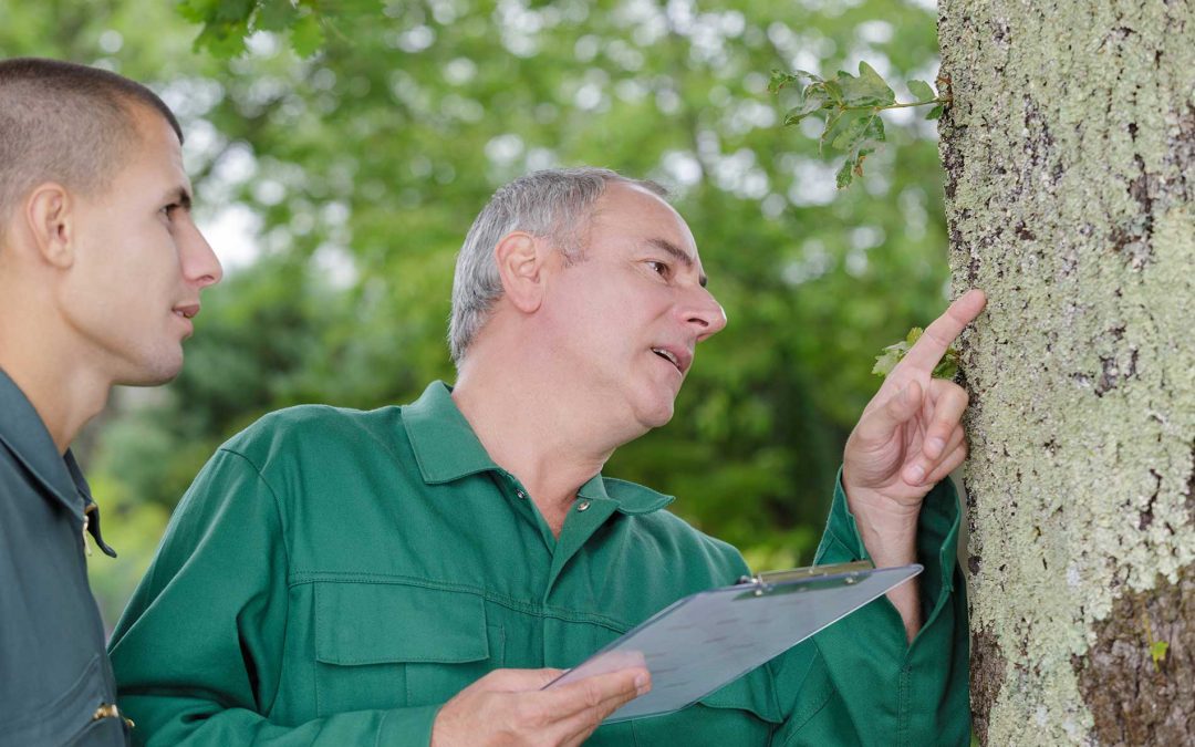 featuredimage-The-Importance-of-Field-Arborists-in-Tree-Care-and-Dispute-Resolution