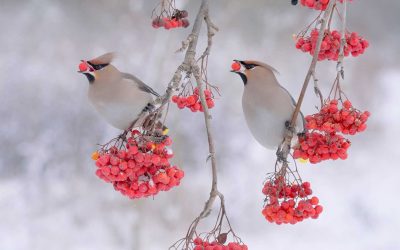 The Importance of Wildlife Habitat Trees