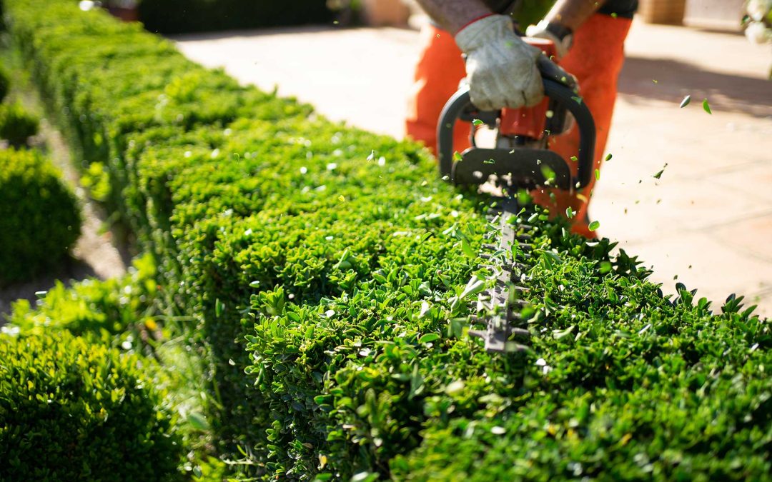 featuredimage-Spring-Landscaping-Services-by-Pine-Valley-Tree-Service-&-Landscaping