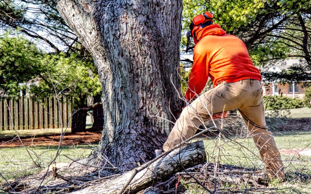 Fireproofing Your Property: A Guide by Pine Valley Tree Service and Landscaping